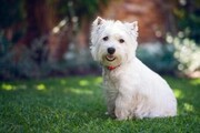 3ca22_West-Highland-White-Terrier-168553049-resized